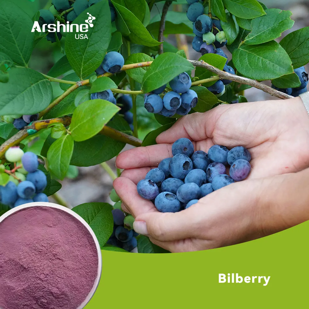 Bilberry